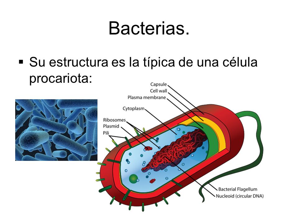 Bacterias. Su estructura es la típica de una célula procariota: