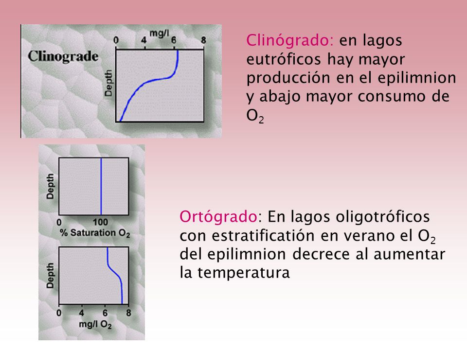Clinógrado: en lagos eutróficos hay mayor. producción en el epilimnion. y abajo mayor consumo de.