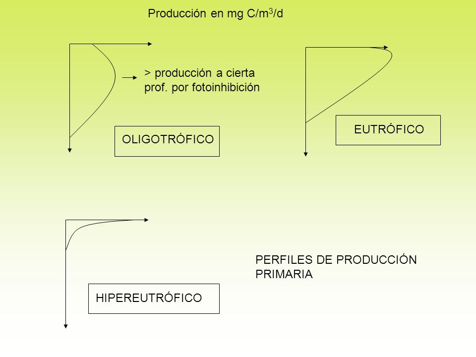 Producción en mg C/m3/d > producción a cierta prof. por fotoinhibición. EUTRÓFICO. OLIGOTRÓFICO. PERFILES DE PRODUCCIÓN.