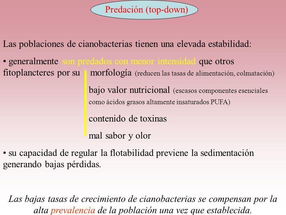 Predación (top-down) Las poblaciones de cianobacterias tienen una elevada estabilidad: