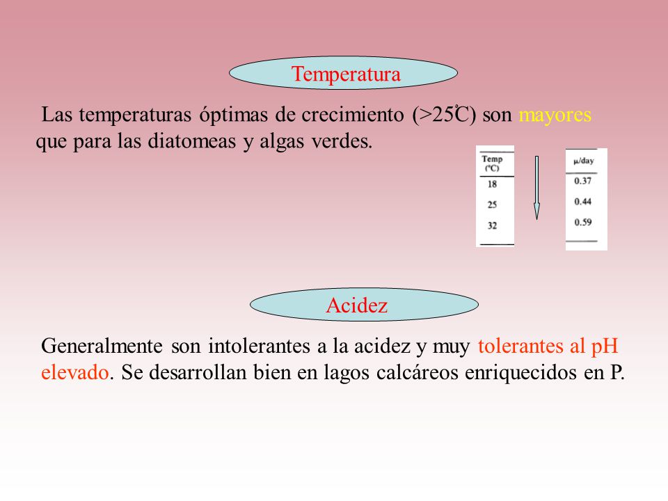 Temperatura Las temperaturas óptimas de crecimiento (>25ْC) son mayores que para las diatomeas y algas verdes.