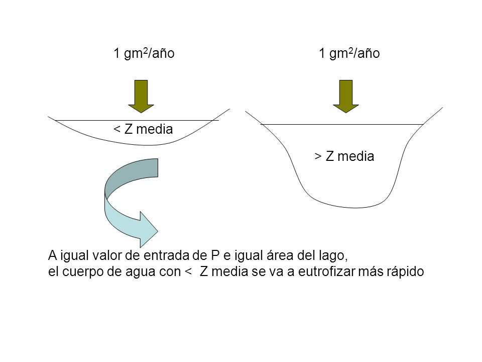 1 gm2/año 1 gm2/año. < Z media. > Z media. A igual valor de entrada de P e igual área del lago,
