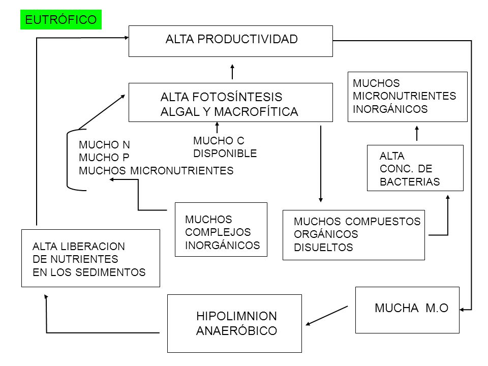 EUTRÓFICO ALTA PRODUCTIVIDAD ALTA FOTOSÍNTESIS ALGAL Y MACROFÍTICA