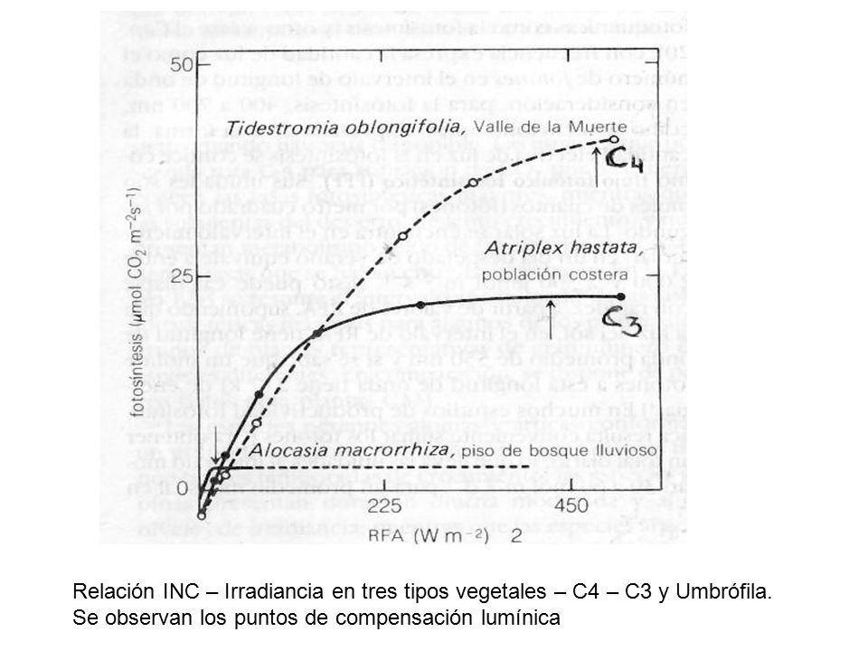 Relación INC – Irradiancia en tres tipos vegetales – C4 – C3 y Umbrófila.