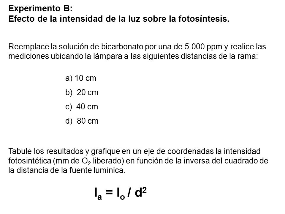 Efecto de la intensidad de la luz sobre la fotosíntesis.