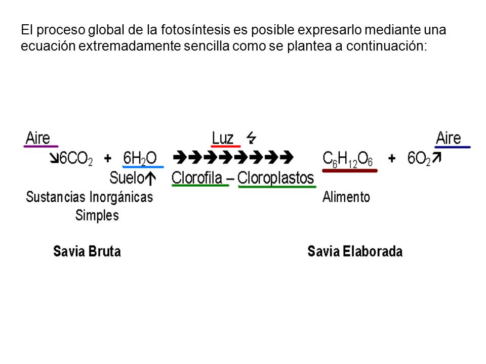 El proceso global de la fotosíntesis es posible expresarlo mediante una ecuación extremadamente sencilla como se plantea a continuación: