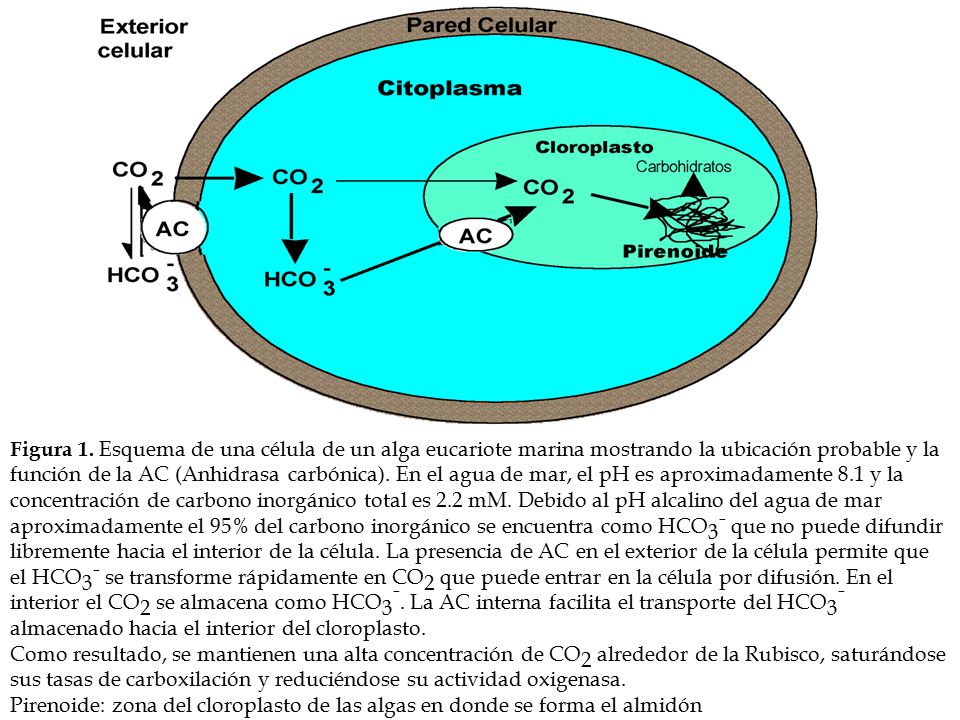 Figura 1. Esquema de una célula de un alga eucariote marina mostrando la ubicación probable y la función de la AC (Anhidrasa carbónica). En el agua de mar, el pH es aproximadamente 8.1 y la concentración de carbono inorgánico total es 2.2 mM. Debido al pH alcalino del agua de mar aproximadamente el 95% del carbono inorgánico se encuentra como HCO3- que no puede difundir libremente hacia el interior de la célula. La presencia de AC en el exterior de la célula permite que el HCO3- se transforme rápidamente en CO2 que puede entrar en la célula por difusión. En el interior el CO2 se almacena como HCO3-. La AC interna facilita el transporte del HCO3- almacenado hacia el interior del cloroplasto.