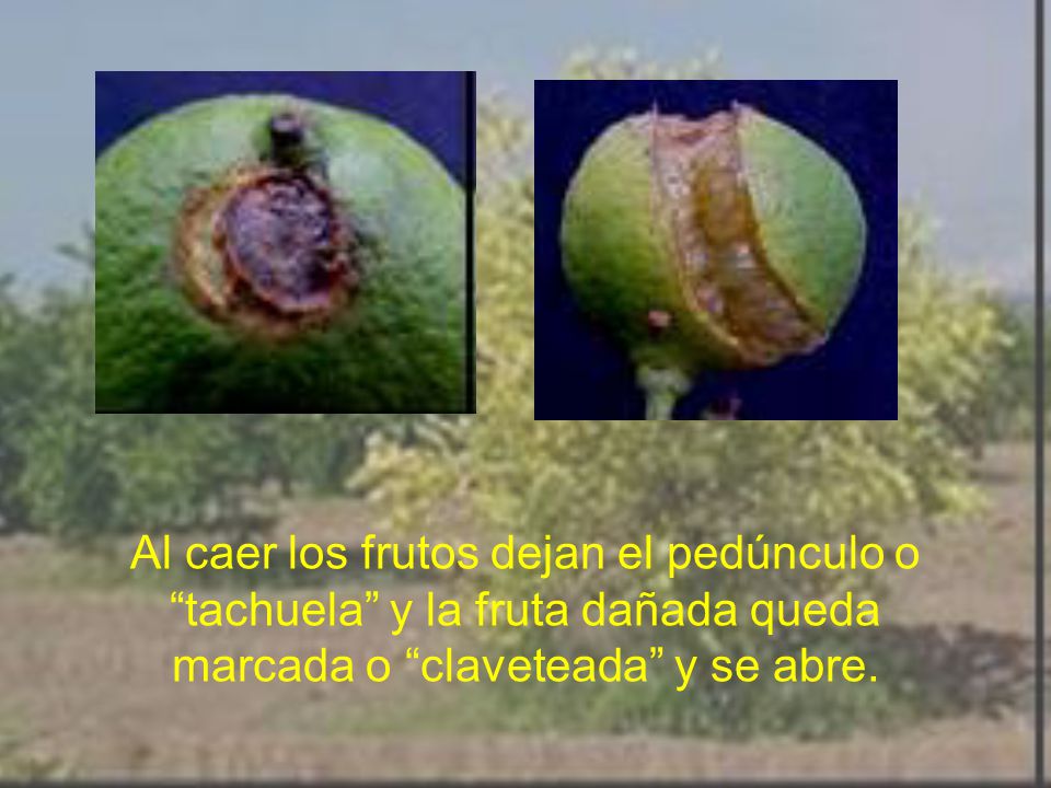 Al caer los frutos dejan el pedúnculo o tachuela y la fruta dañada queda marcada o claveteada y se abre.