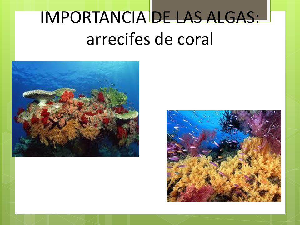IMPORTANCIA DE LAS ALGAS: arrecifes de coral