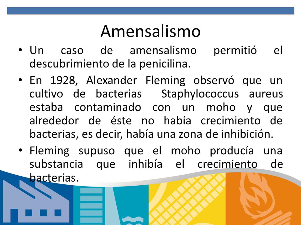 Amensalismo Un caso de amensalismo permitió el descubrimiento de la penicilina.