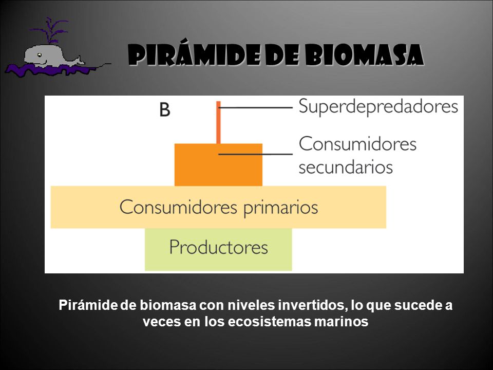 Pirámide de biomasa Pirámide de biomasa con niveles invertidos, lo que sucede a veces en los ecosistemas marinos.