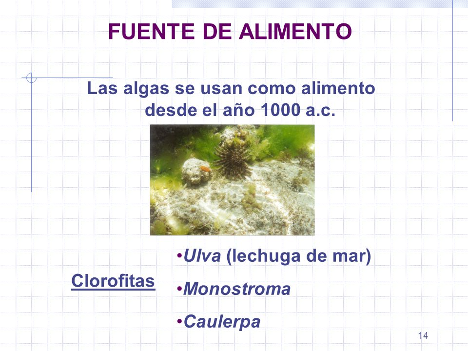 Las algas se usan como alimento desde el año 1000 a.c.