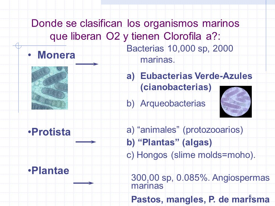 Donde se clasifican los organismos marinos que liberan O2 y tienen Clorofila a :