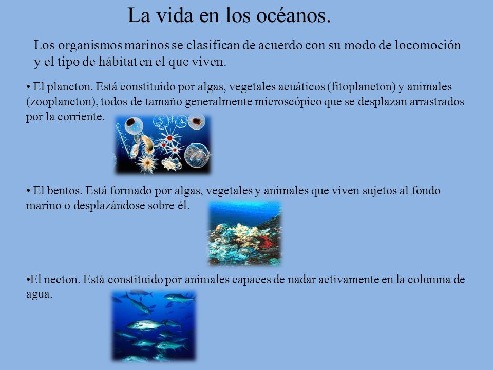 La vida en los océanos. Los organismos marinos se clasifican de acuerdo con su modo de locomoción y el tipo de hábitat en el que viven.