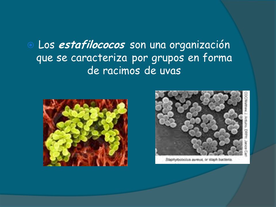 Los estafilococos son una organización que se caracteriza por grupos en forma de racimos de uvas