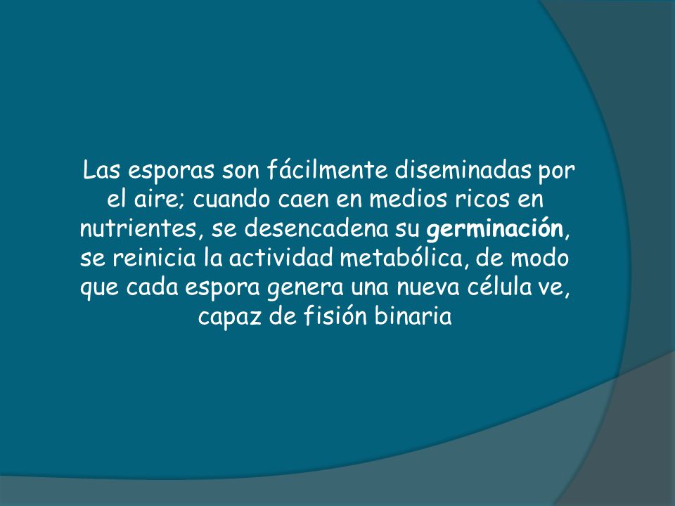 Las esporas son fácilmente diseminadas por el aire; cuando caen en medios ricos en nutrientes, se desencadena su germinación, se reinicia la actividad metabólica, de modo que cada espora genera una nueva célula ve, capaz de fisión binaria