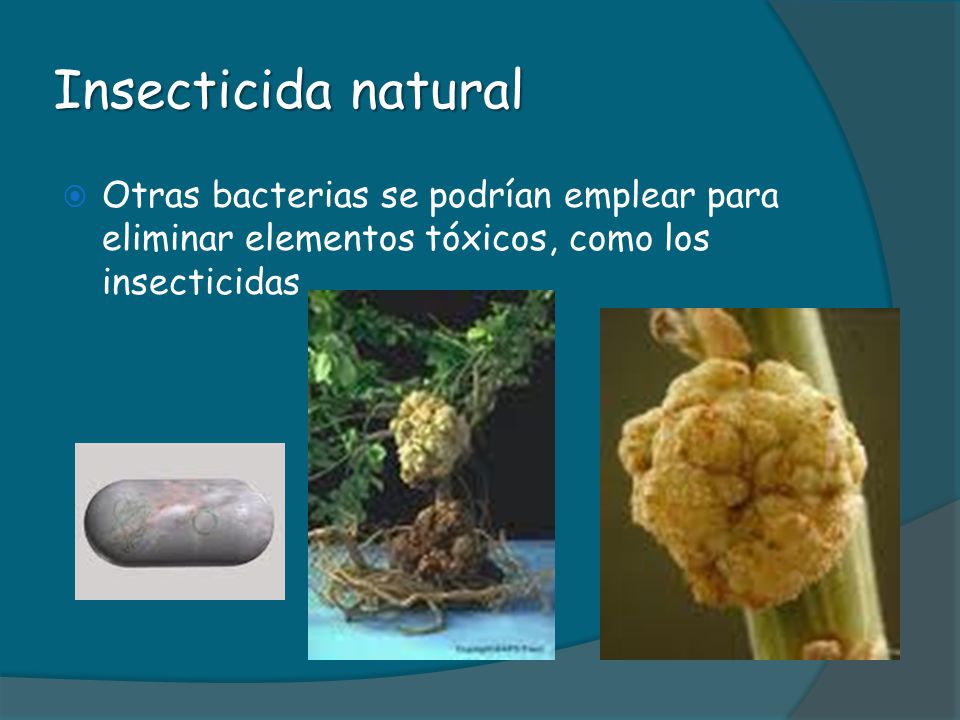 Insecticida natural Otras bacterias se podrían emplear para eliminar elementos tóxicos, como los insecticidas.