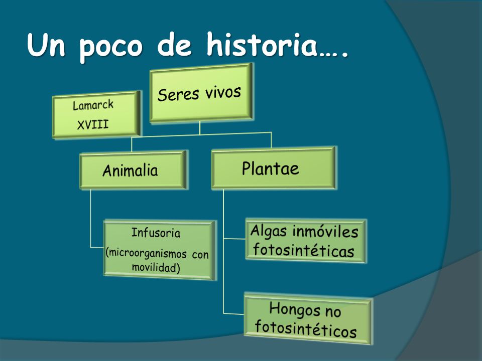 Un poco de historia…. Seres vivos Animalia Plantae Infusoria Lamarck