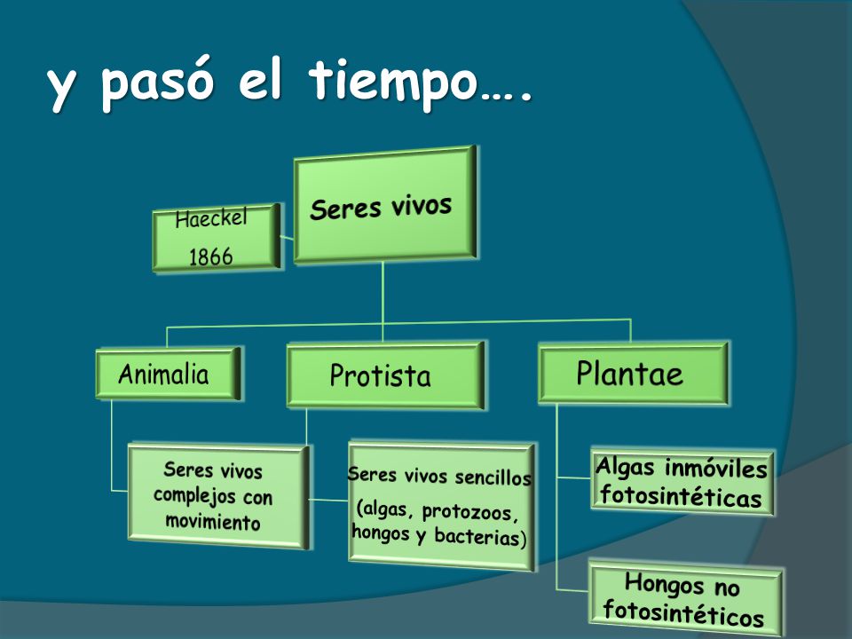 y pasó el tiempo…. Animalia Protista Plantae Seres vivos Haeckel 1866