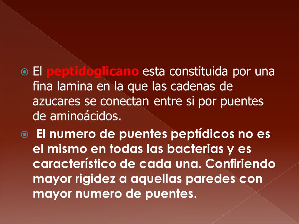 El peptidoglicano esta constituida por una fina lamina en la que las cadenas de azucares se conectan entre si por puentes de aminoácidos.