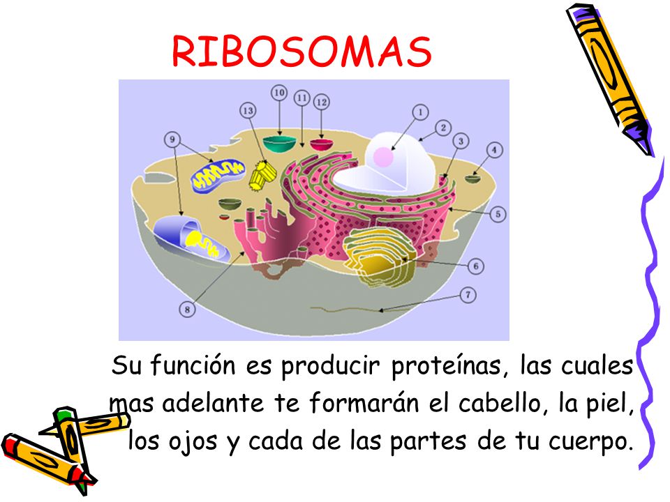 RIBOSOMAS Su función es producir proteínas, las cuales