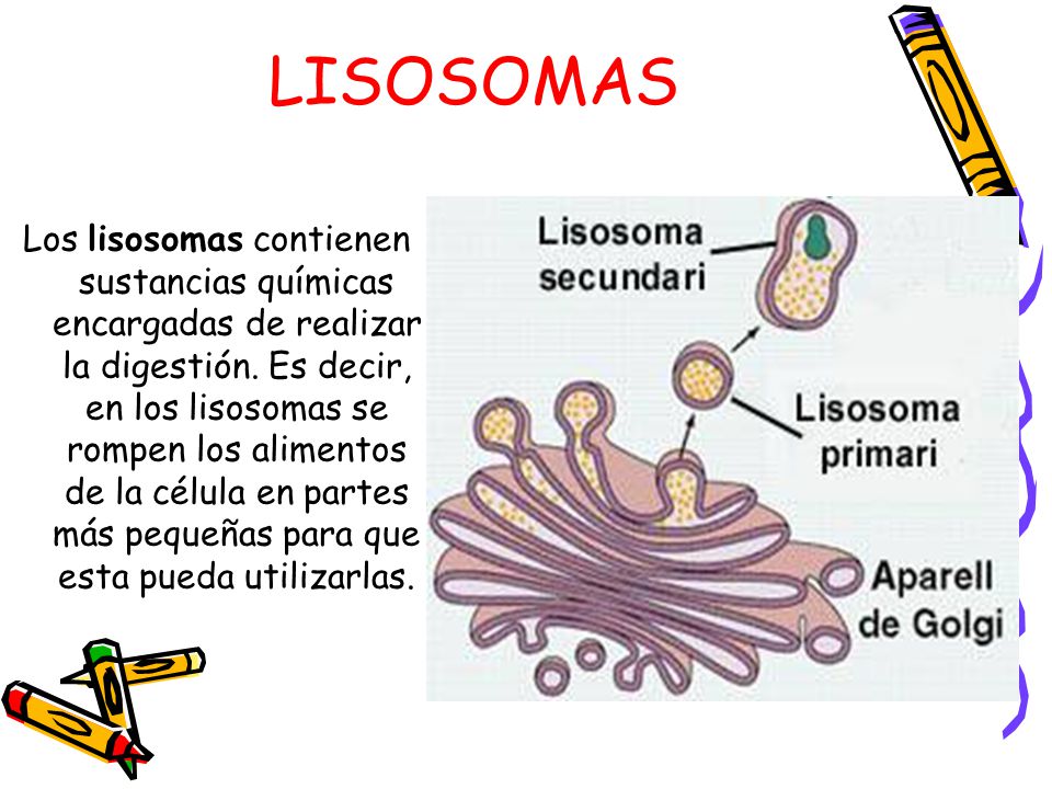 LISOSOMAS