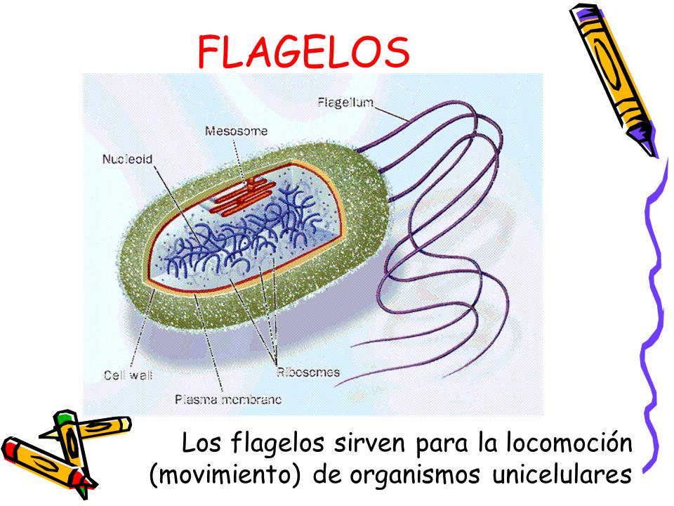 FLAGELOS Los flagelos sirven para la locomoción (movimiento) de organismos unicelulares