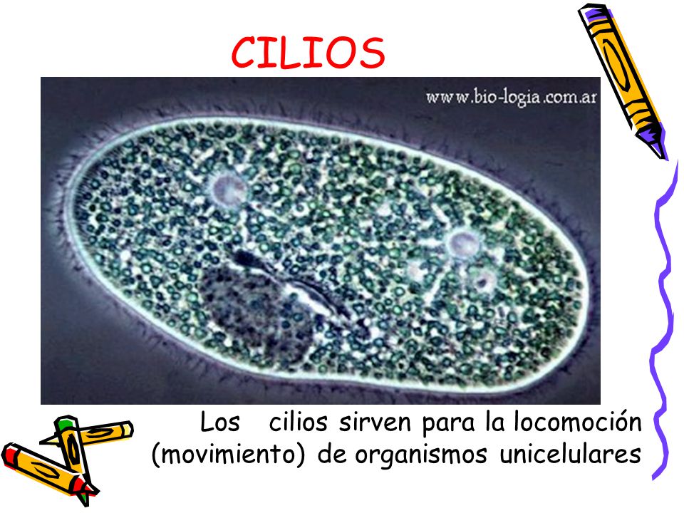 CILIOS Los cilios sirven para la locomoción (movimiento) de organismos unicelulares