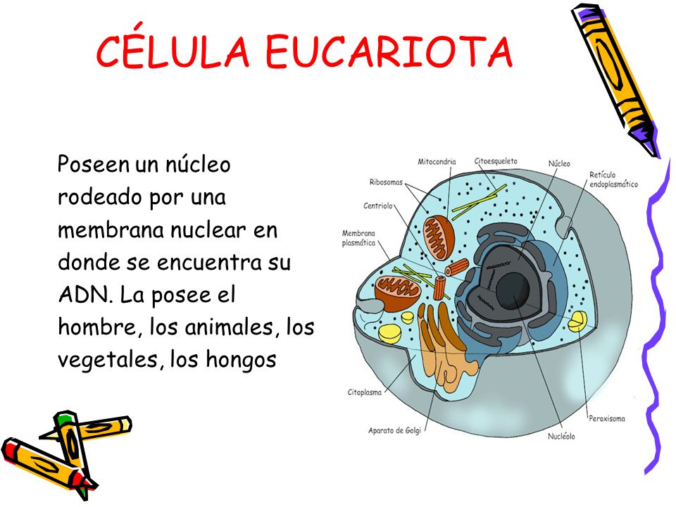 CÉLULA EUCARIOTA Poseen un núcleo rodeado por una membrana nuclear en