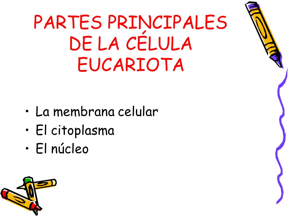 PARTES PRINCIPALES DE LA CÉLULA EUCARIOTA