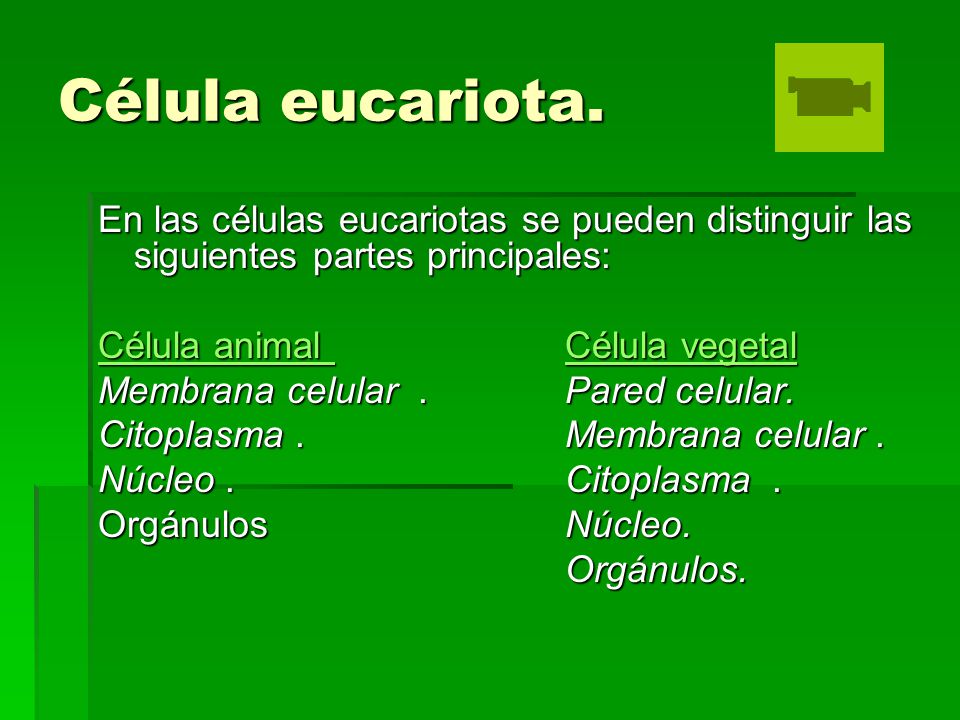 Célula eucariota. En las células eucariotas se pueden distinguir las siguientes partes principales: