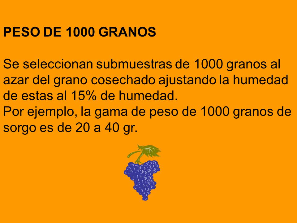 PESO DE 1000 GRANOS Se seleccionan submuestras de 1000 granos al azar del grano cosechado ajustando la humedad de estas al 15% de humedad.