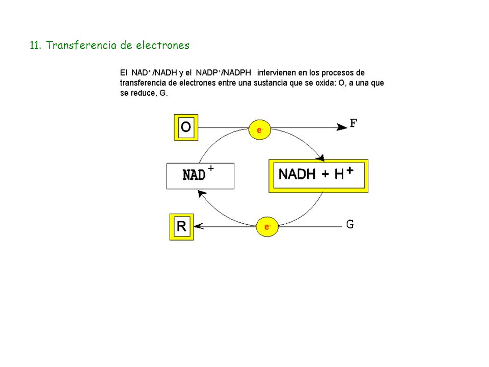 11. Transferencia de electrones