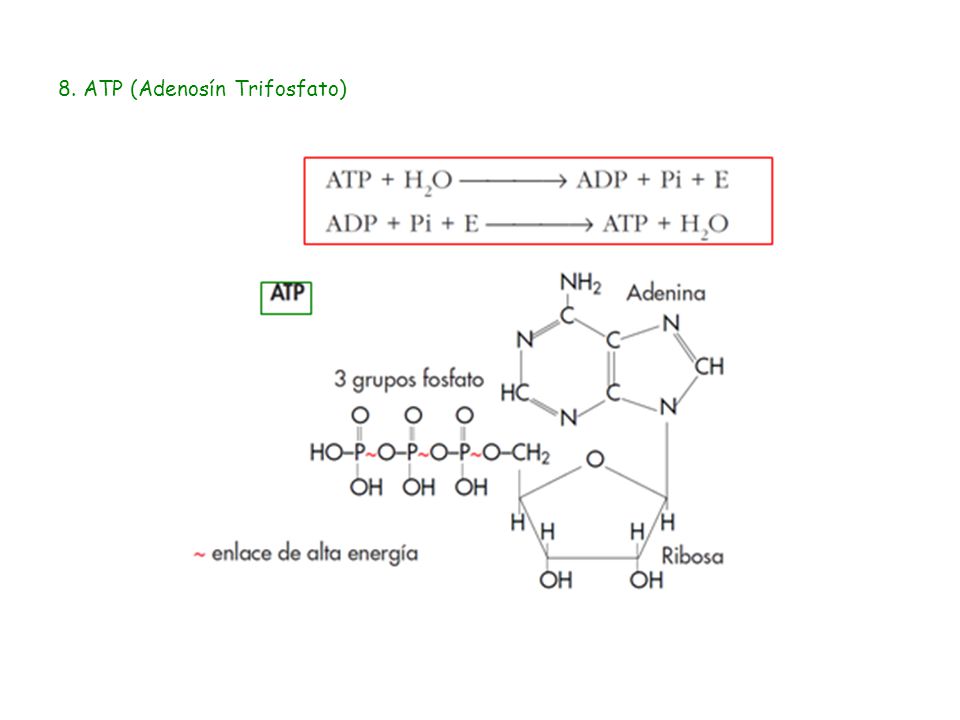 8. ATP (Adenosín Trifosfato)