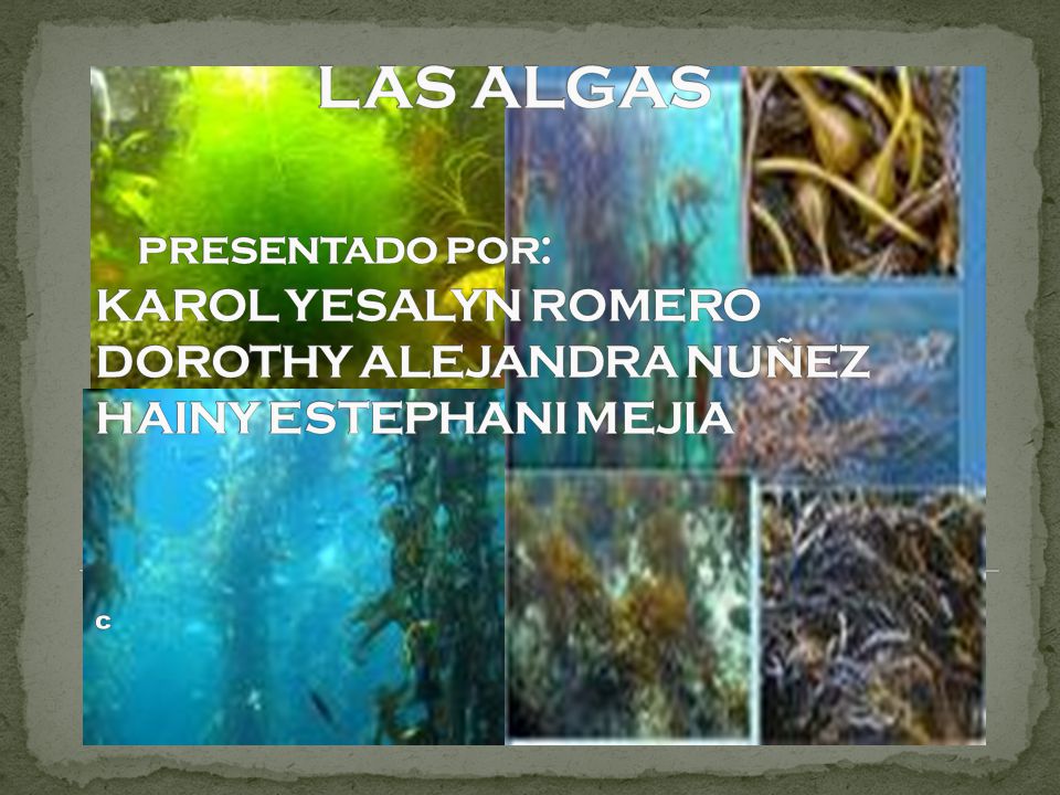 LAS ALGAS presentado por: KAROL YESALYN ROMERO DOROTHY ALEJANDRA NUÑEZ HAINY ESTEPHANI MEJIA c