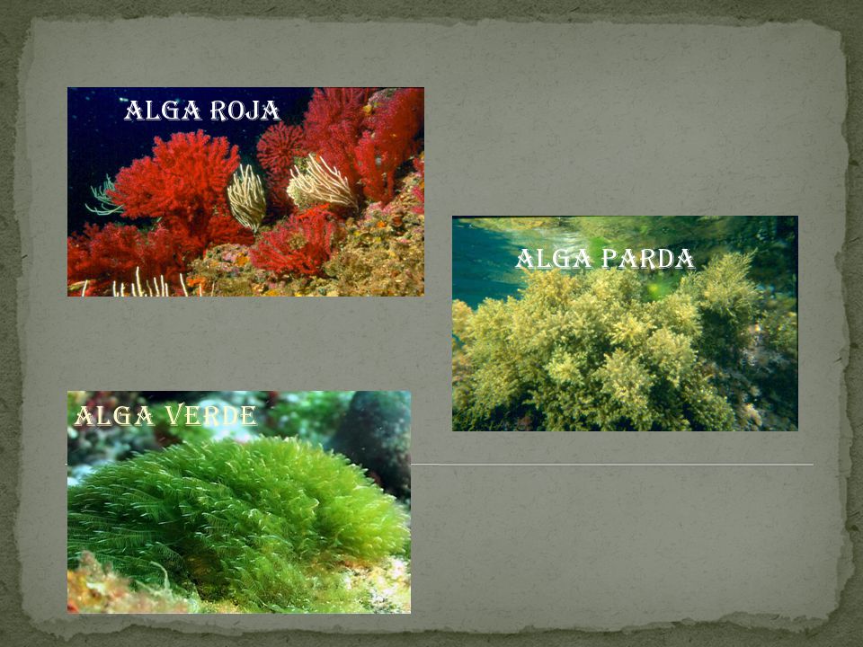 Alga verde Alga roja Alga parda