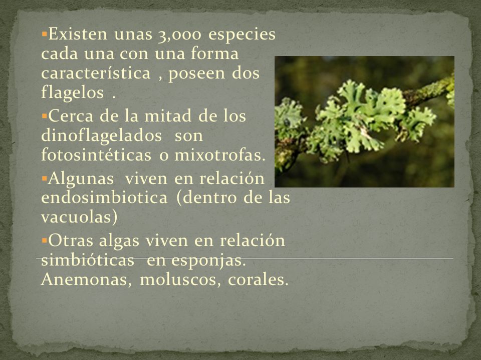 Existen unas 3,000 especies cada una con una forma característica , poseen dos flagelos .
