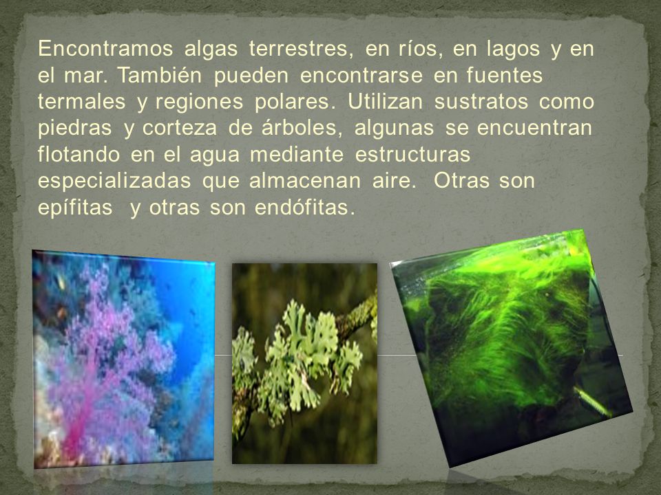 Encontramos algas terrestres, en ríos, en lagos y en el mar