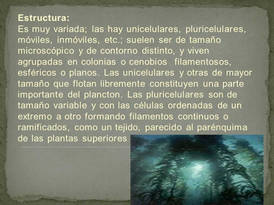 Estructura: Es muy variada; las hay unicelulares, pluricelulares, móviles, inmóviles, etc.; suelen ser de tamaño microscópico y de contorno distinto, y viven agrupadas en colonias o cenobios filamentosos, esféricos o planos.