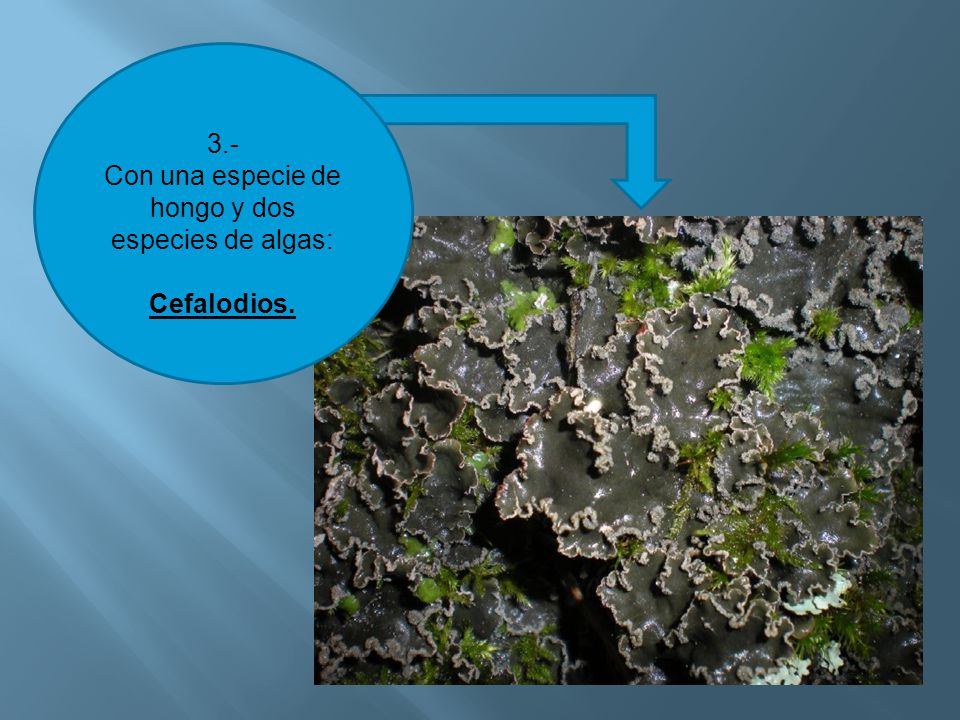 Con una especie de hongo y dos especies de algas: