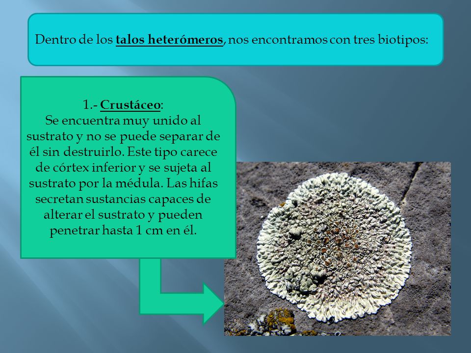 Dentro de los talos heterómeros, nos encontramos con tres biotipos: