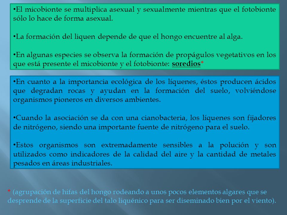 La formación del liquen depende de que el hongo encuentre al alga.