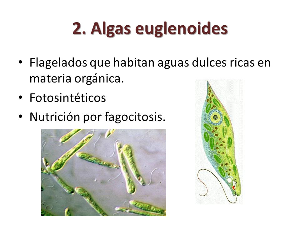 2. Algas euglenoides Flagelados que habitan aguas dulces ricas en materia orgánica. Fotosintéticos.