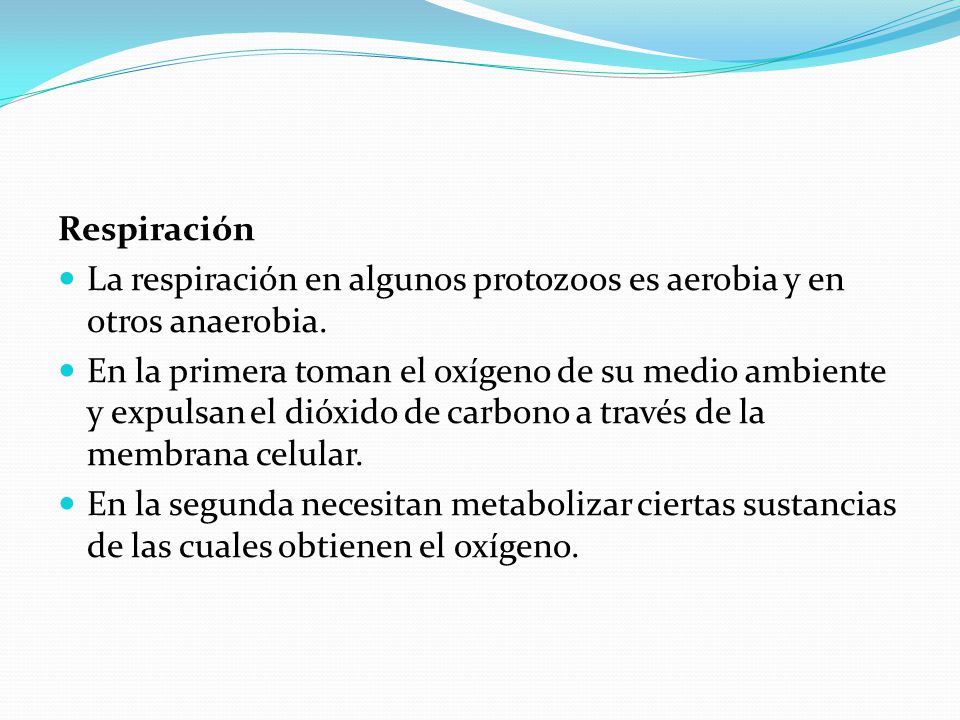 Respiración La respiración en algunos protozoos es aerobia y en otros anaerobia.