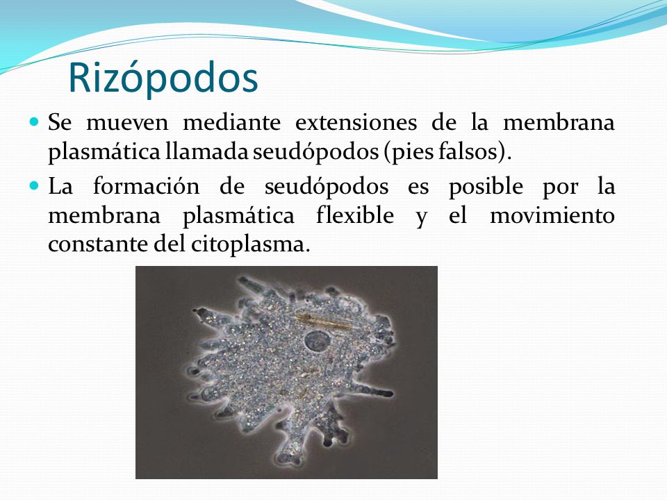 Rizópodos Se mueven mediante extensiones de la membrana plasmática llamada seudópodos (pies falsos).