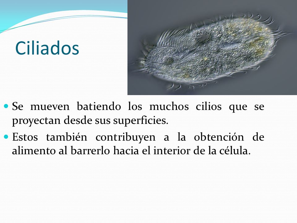 Ciliados Se mueven batiendo los muchos cilios que se proyectan desde sus superficies.