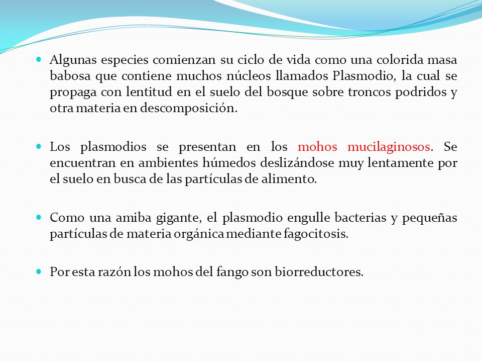 Algunas especies comienzan su ciclo de vida como una colorida masa babosa que contiene muchos núcleos llamados Plasmodio, la cual se propaga con lentitud en el suelo del bosque sobre troncos podridos y otra materia en descomposición.