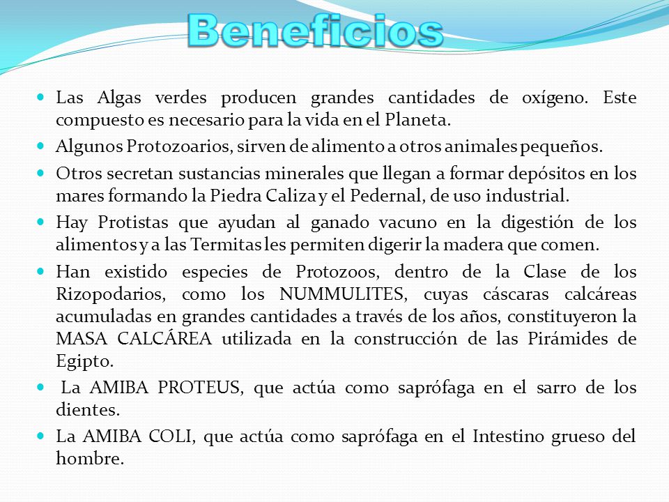 Beneficios Las Algas verdes producen grandes cantidades de oxígeno. Este compuesto es necesario para la vida en el Planeta.