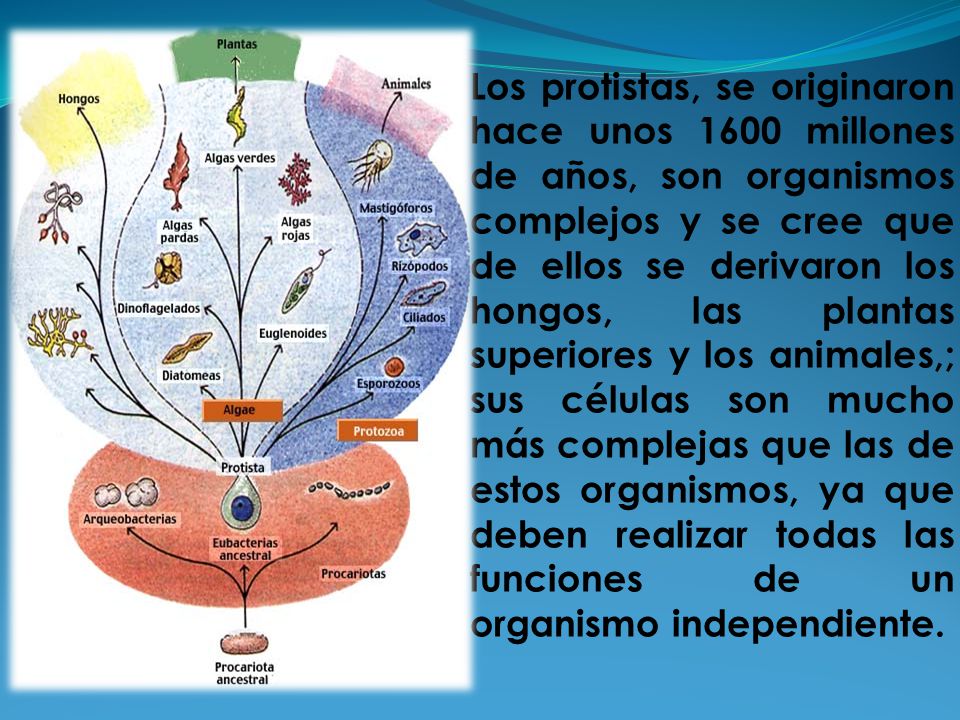 Los protistas, se originaron hace unos 1600 millones de años, son organismos complejos y se cree que de ellos se derivaron los hongos, las plantas superiores y los animales,; sus células son mucho más complejas que las de estos organismos, ya que deben realizar todas las funciones de un organismo independiente.