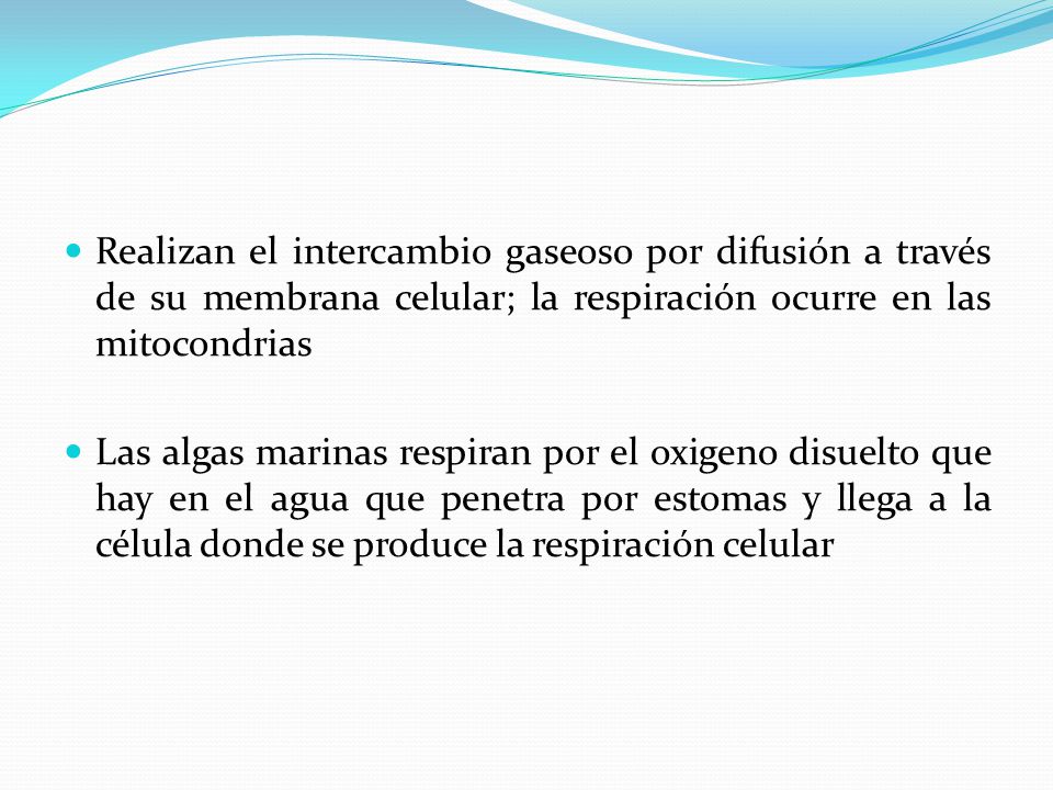 Realizan el intercambio gaseoso por difusión a través de su membrana celular; la respiración ocurre en las mitocondrias
